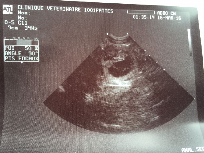 Portée prévue en avril 2016!! Gestation confirmée!!