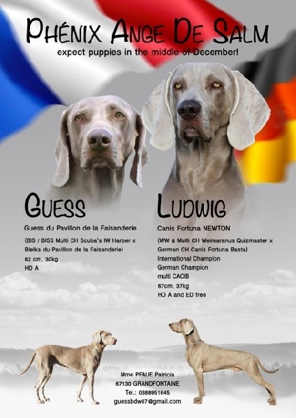 Portée 2014 Guess X Canis Fortuna Newton